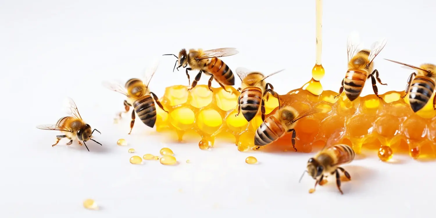 Jak rozpoznać miód lipowy?